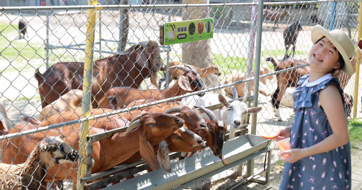 樹谷農場親子動物互動